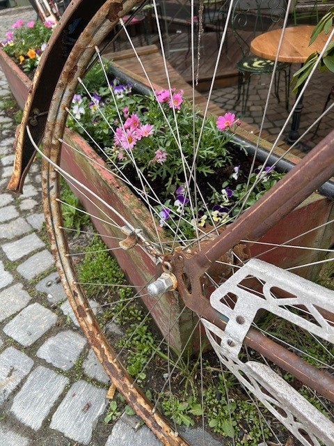 Rustent sykkelhjul med rose og lilla vårblomster i bakgrunnen